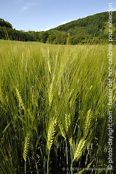 agriculture